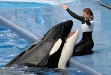 Jessica Dolphin Accident