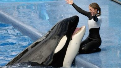 Jessica Dolphin Accident