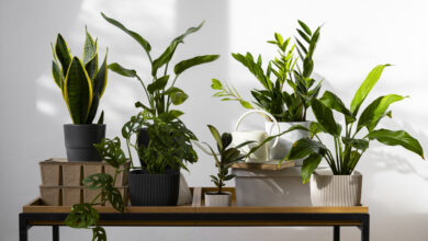 Best Indoor Plants for Air Purification