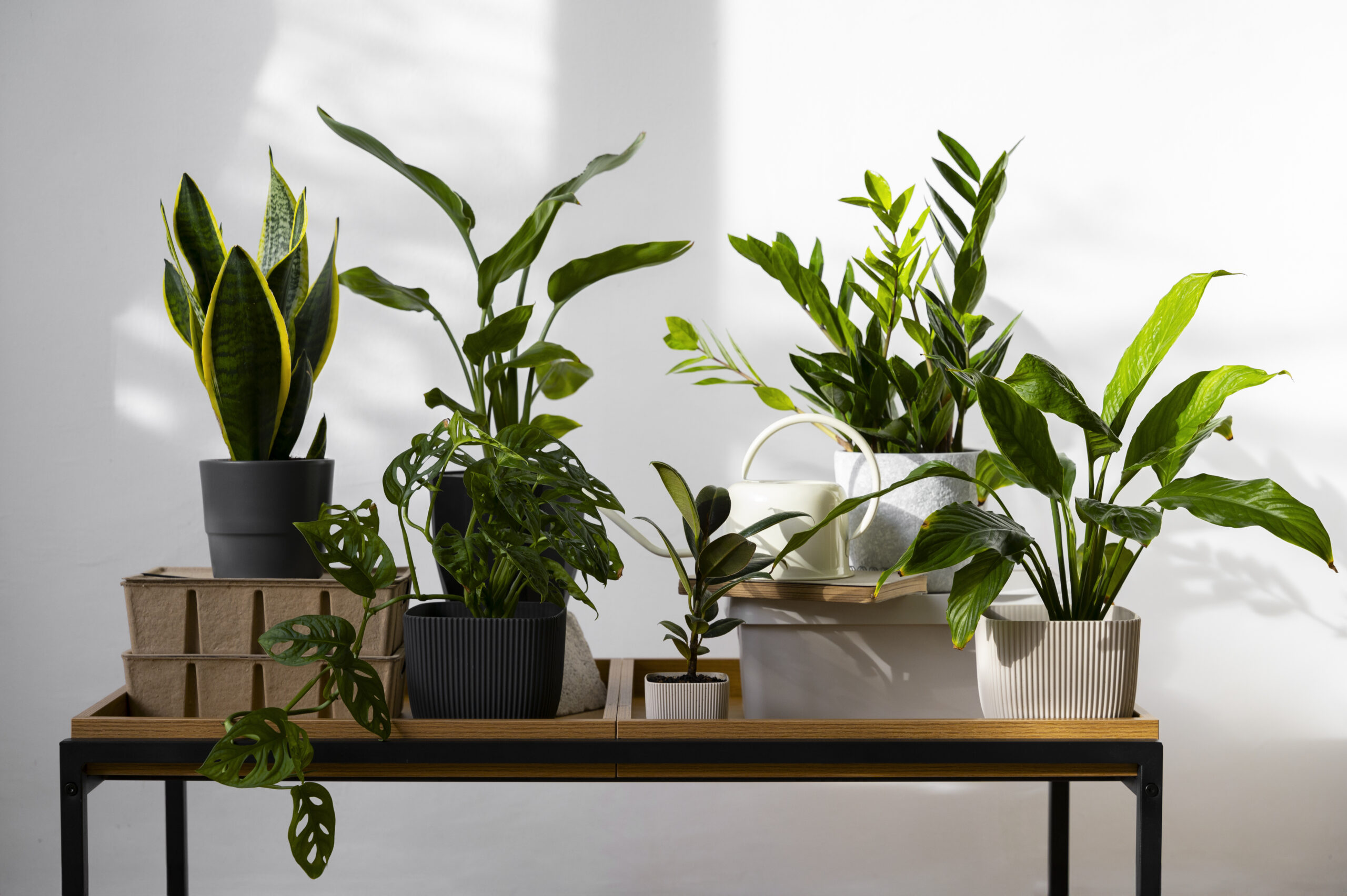 Best Indoor Plants for Air Purification