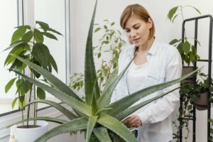 Snake Plant Propagation