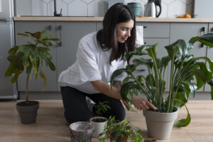 Best Indoor Plants for Air Purification